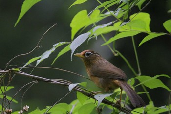 2021年5月29日(土) 小宮公園(八王子)の野鳥観察記録