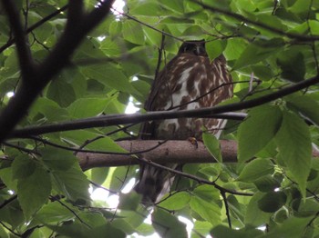 2021年5月28日(金) 東京都杉並区の野鳥観察記録