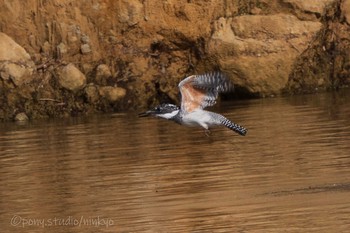 Crested Kingfisher 平成榛原子供のもり公園 Sun, 3/28/2021