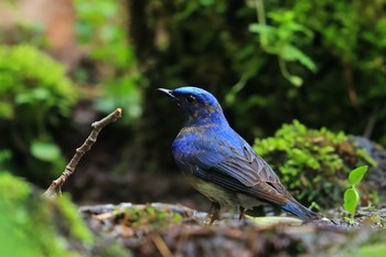 オオルリ 場所が不明 2021年5月29日(土)