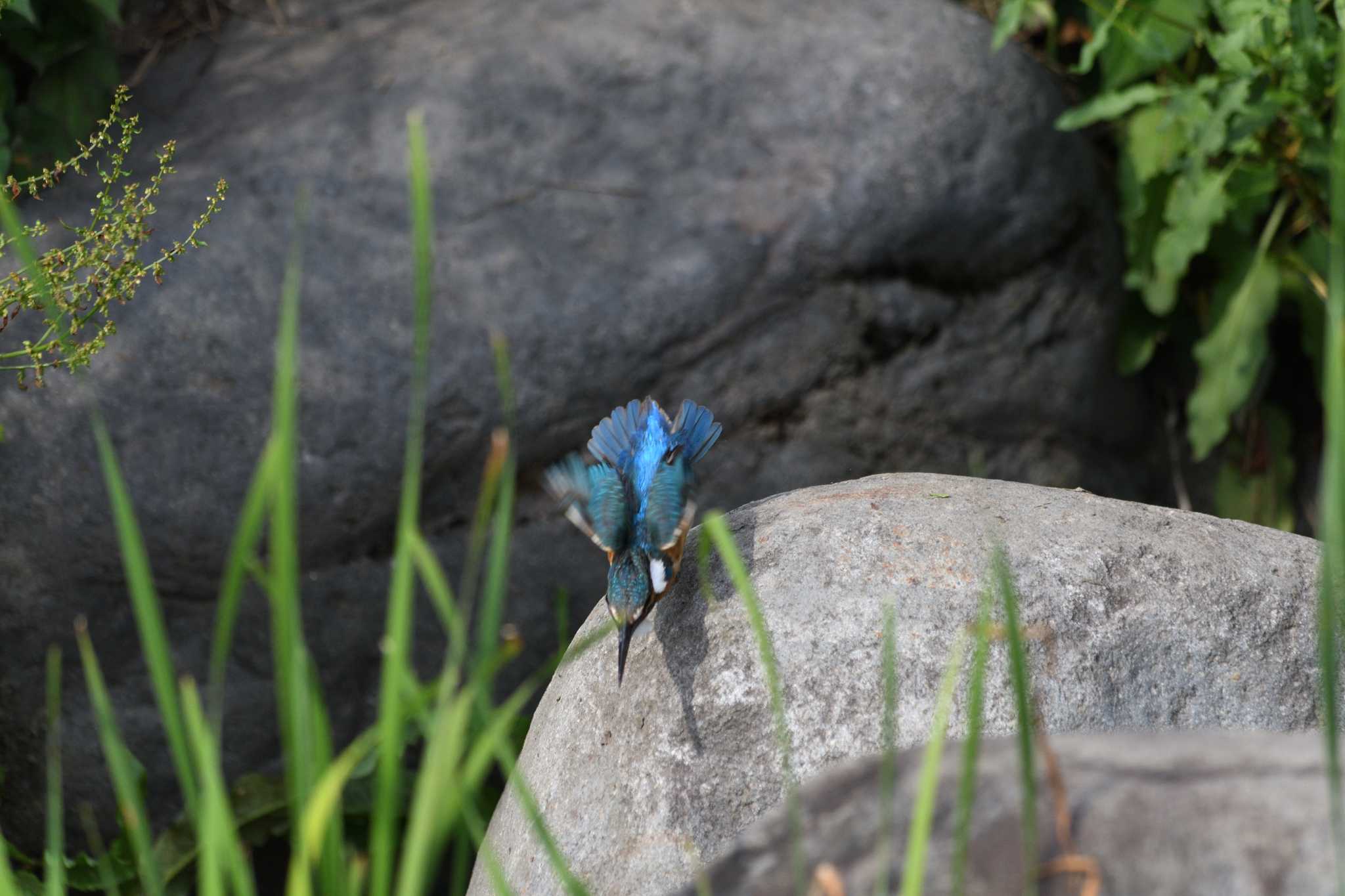 Photo of Common Kingfisher at とちぎわんぱく公園 by すずめのお宿