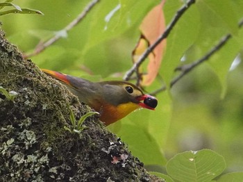 Red-billed Leiothrix 愛知県 Sat, 5/29/2021