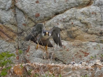 Peregrine Falcon 愛知県 Sat, 5/29/2021