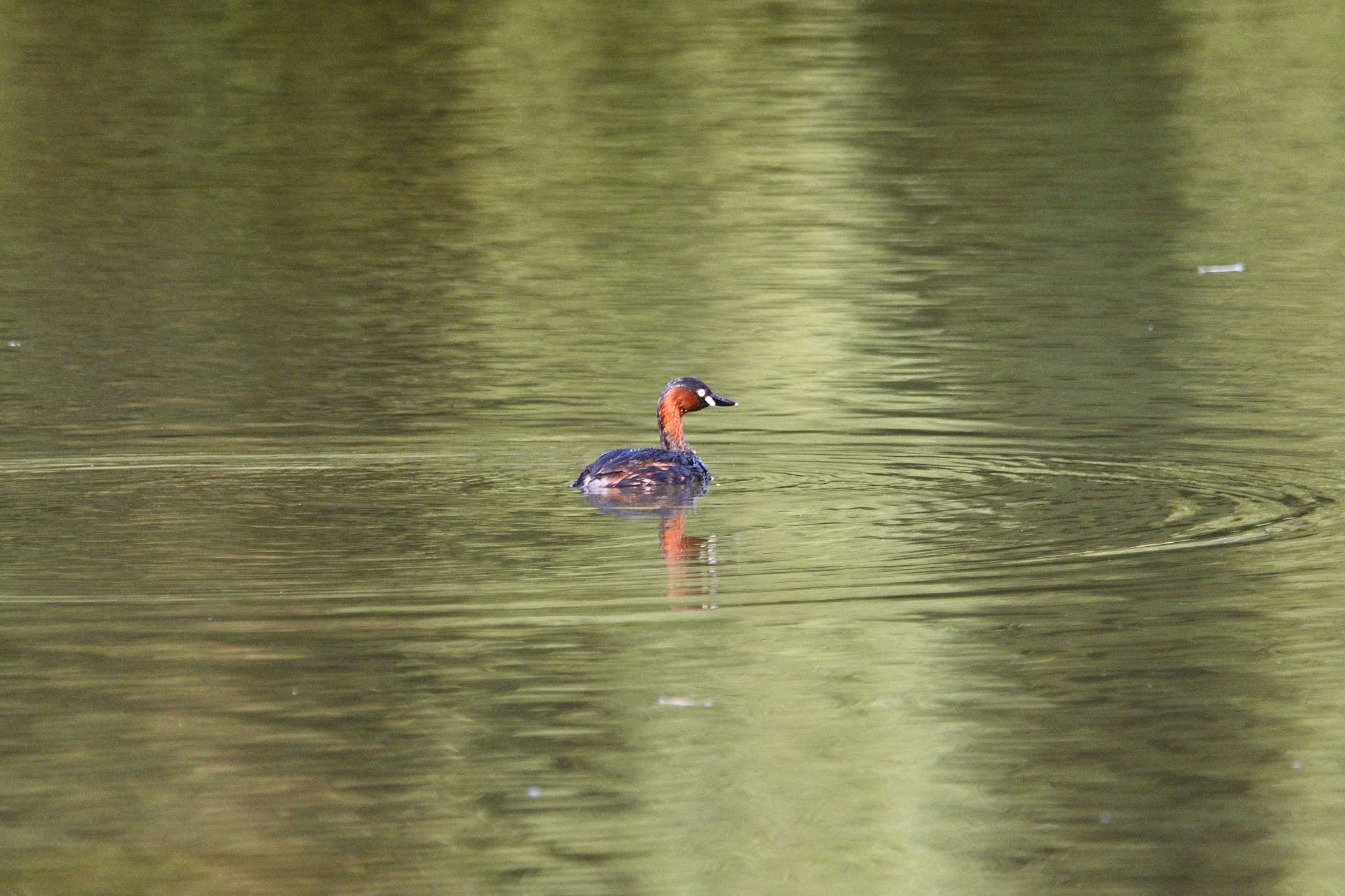 Little Grebe