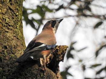 Eurasian Jay Higashitakane Forest park Sun, 3/12/2017