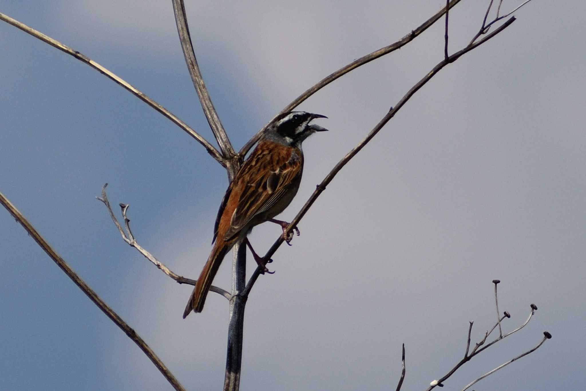 Meadow Bunting