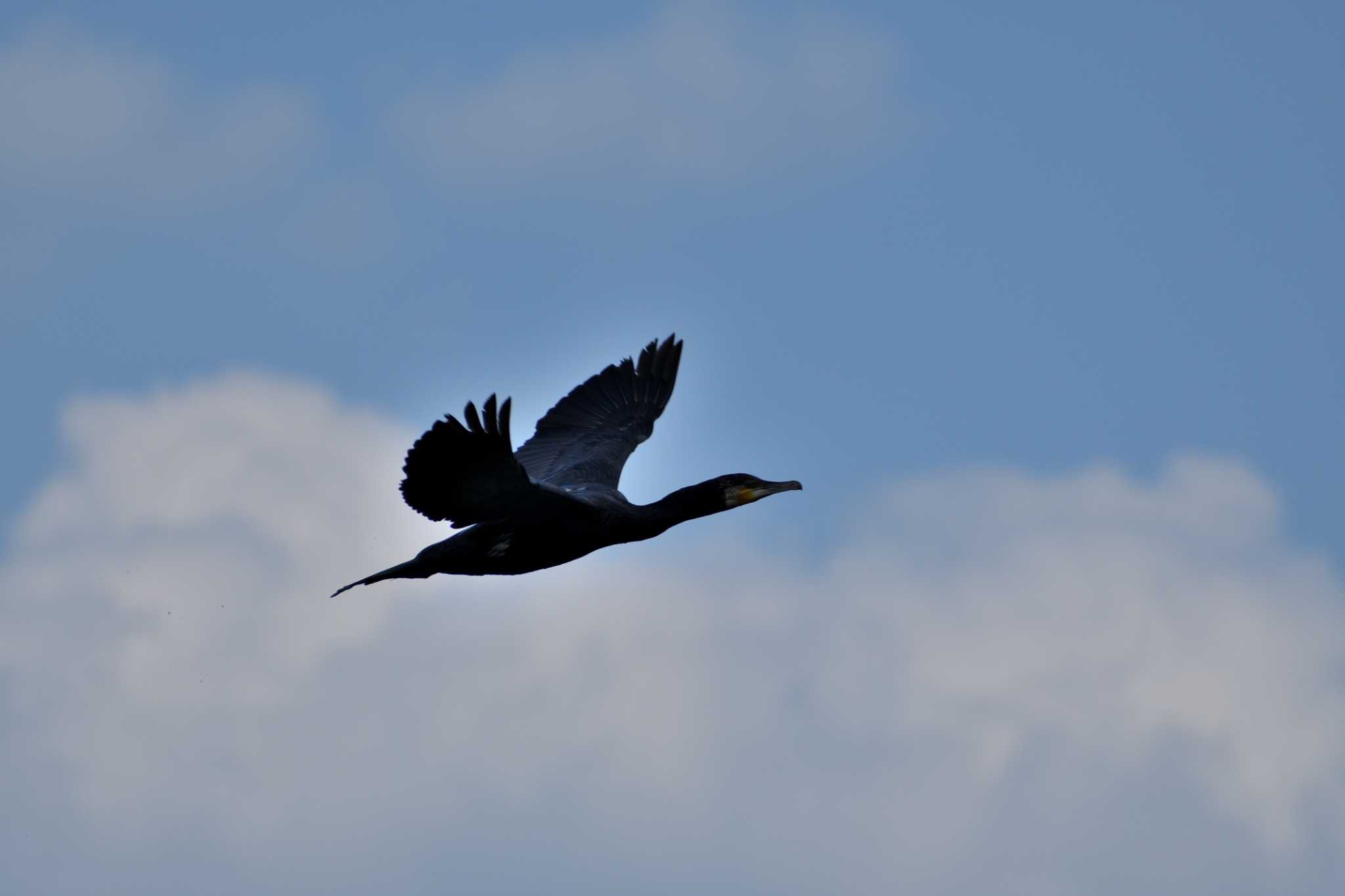 Great Cormorant