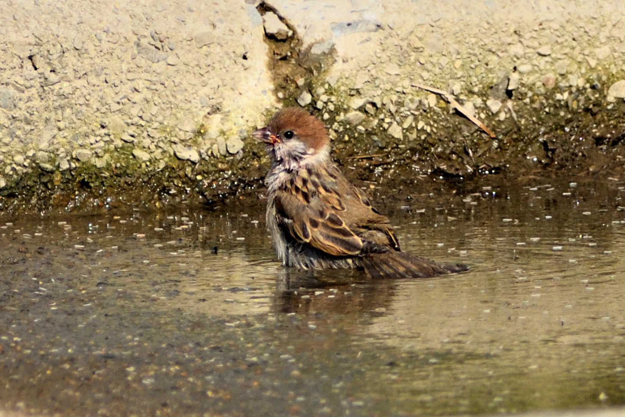 Eurasian Tree Sparrow