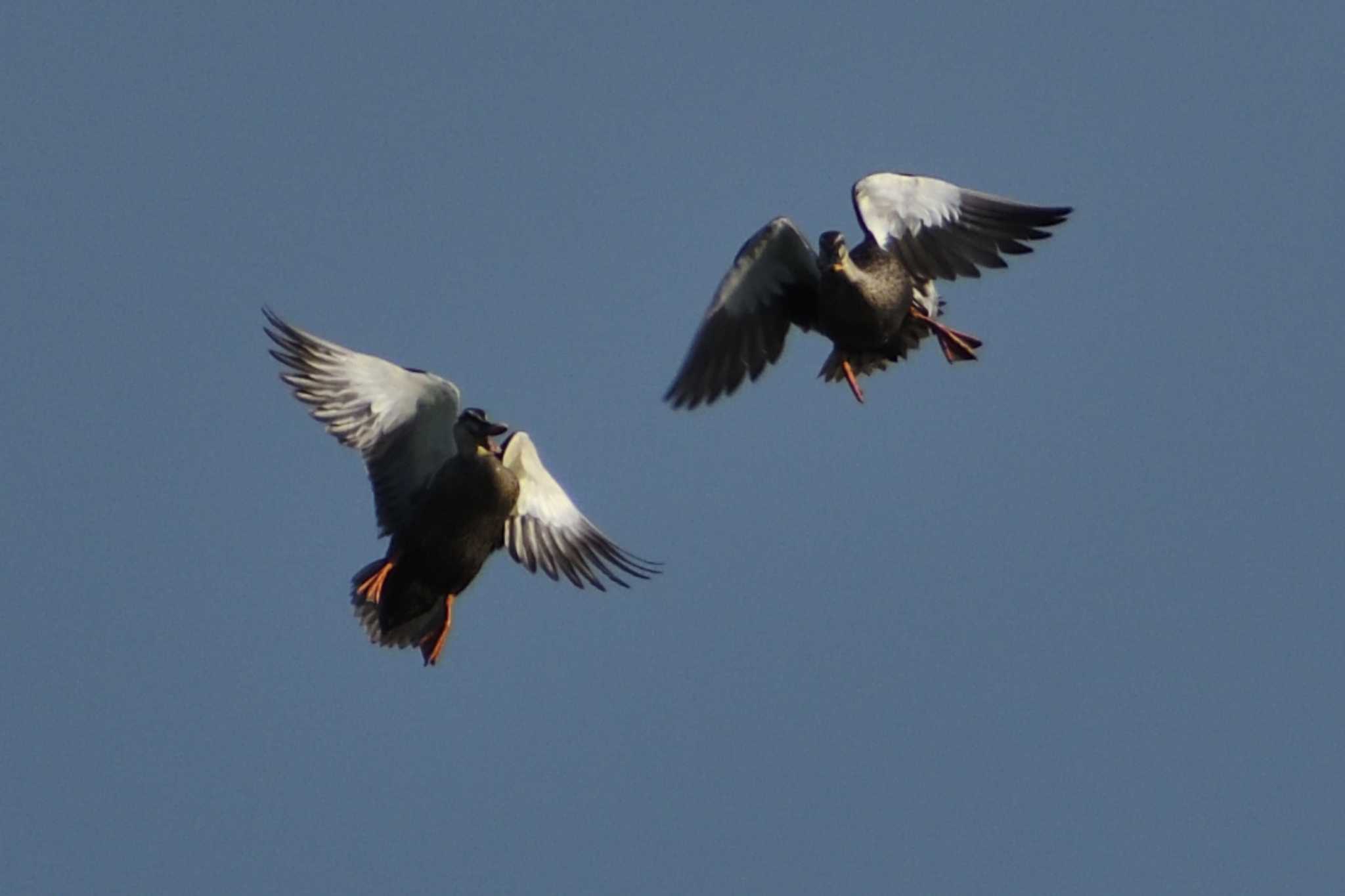 Eastern Spot-billed Duck