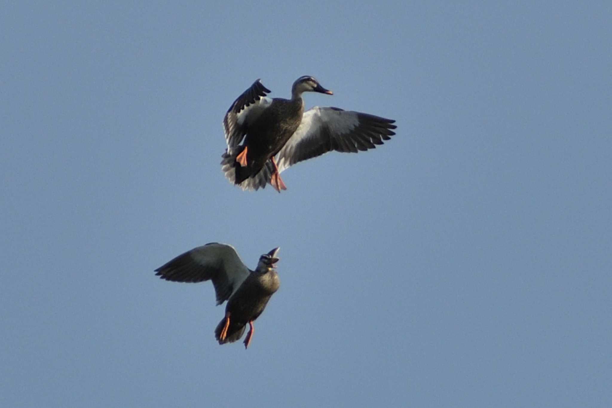 Eastern Spot-billed Duck