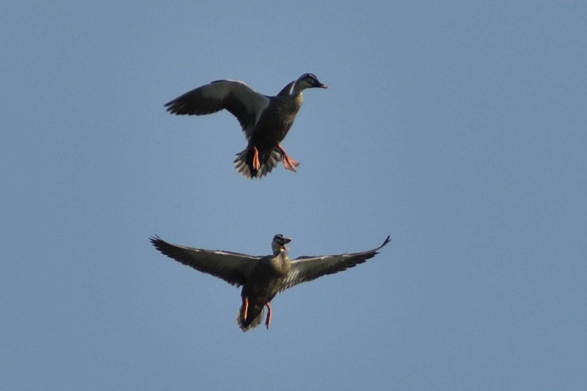 Eastern Spot-billed Duck