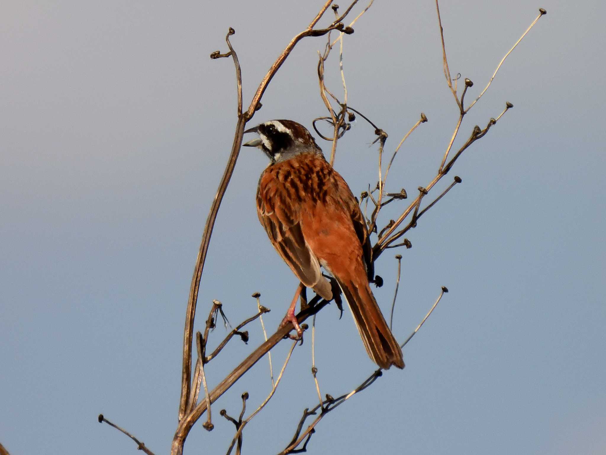 Meadow Bunting