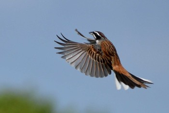 2021年5月29日(土) 内津川の野鳥観察記録