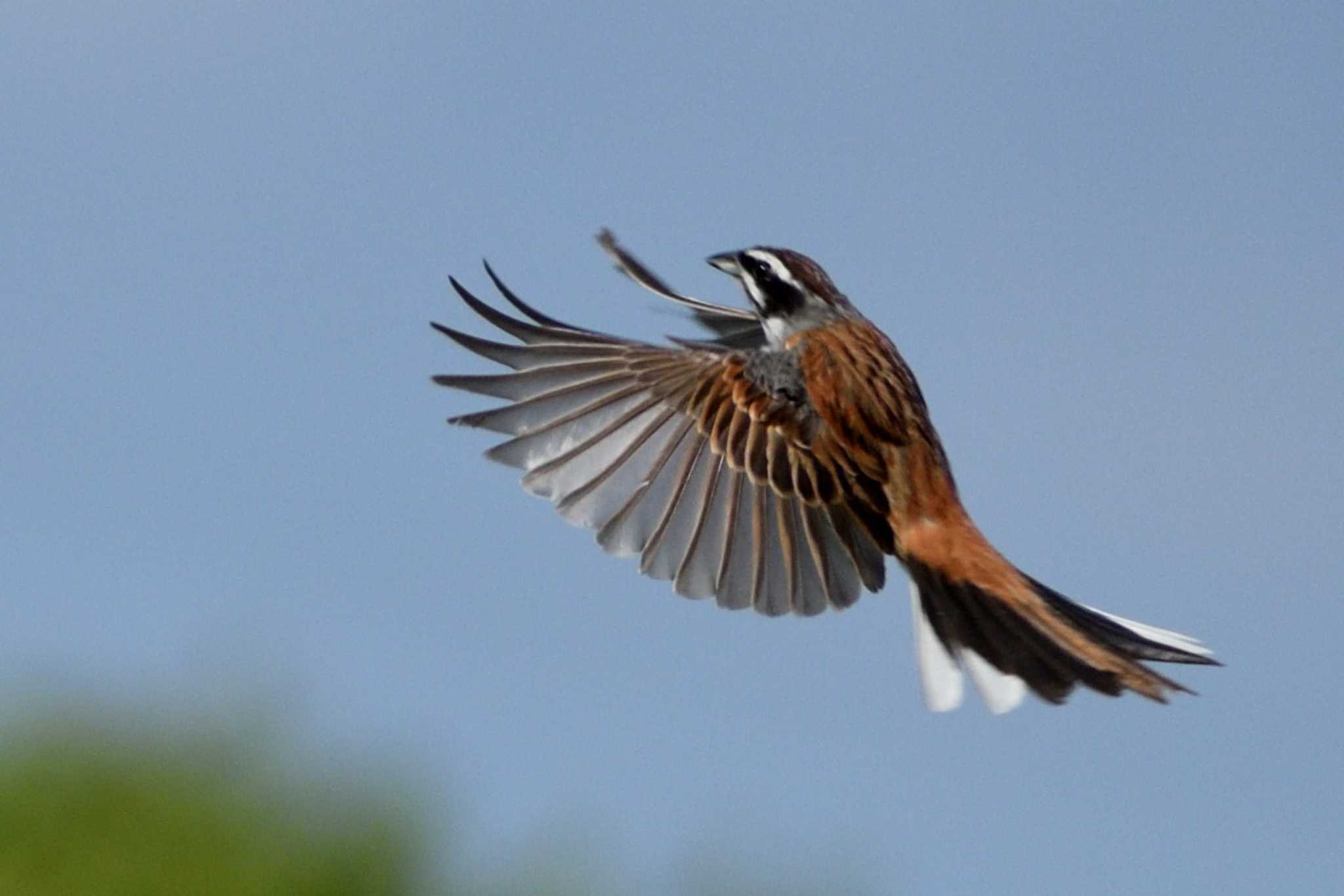 Meadow Bunting