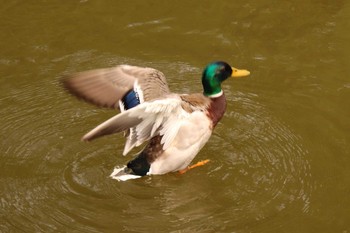 マガモ 月寒公園 2021年5月29日(土)