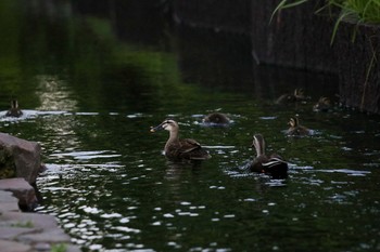 2021年5月29日(土) わたらせ遊歩道の野鳥観察記録