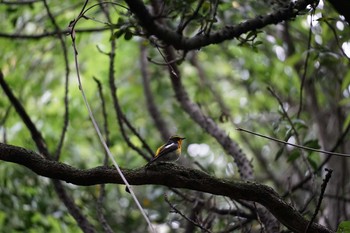 2021年5月22日(土) 奈良公園の野鳥観察記録