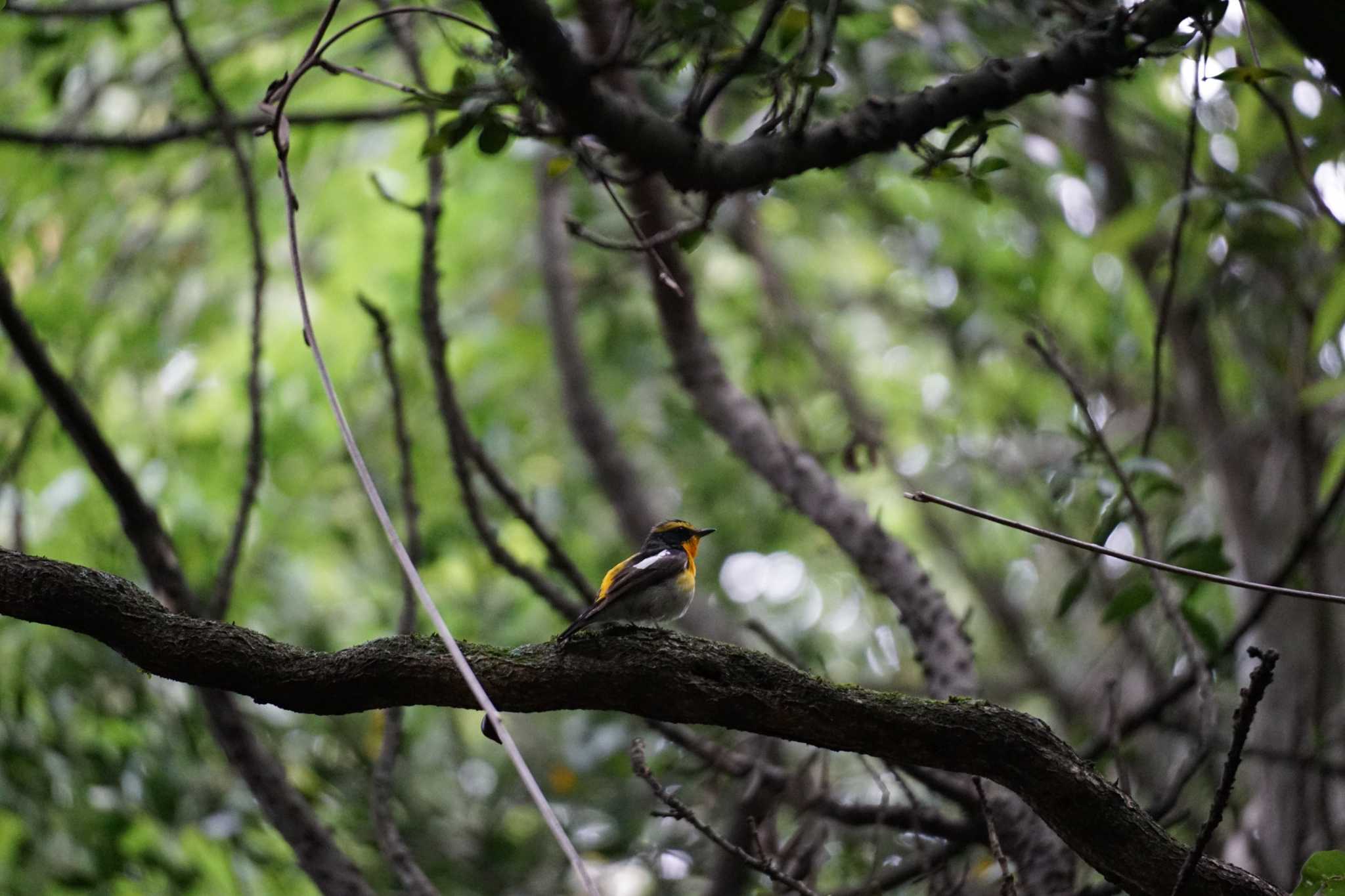 Photo of Narcissus Flycatcher at Nara Park by mmm