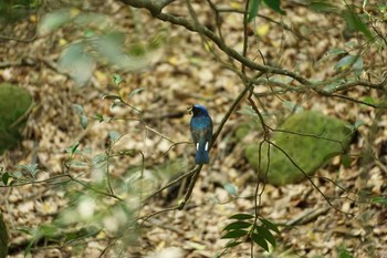 Blue-and-white Flycatcher 春日山原始林 Sat, 5/29/2021