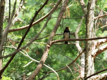 クロツグミ ささやまの森公園(篠山の森公園) 2021年5月29日(土)