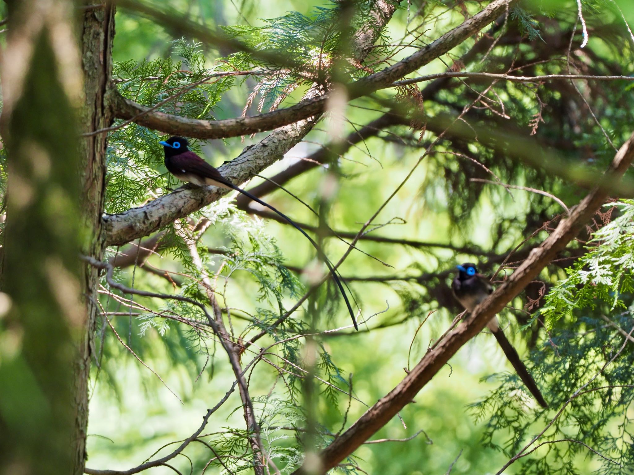 ささやまの森公園(篠山の森公園) サンコウチョウの写真 by speedgame