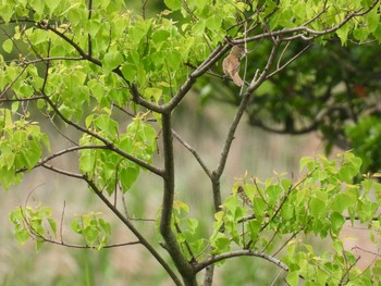 未同定 葛西臨海公園 2021年5月28日(金)