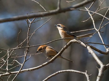 Bull-headed Shrike Unknown Spots Sun, 2/26/2017