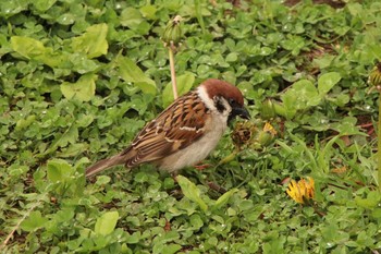 Eurasian Tree Sparrow 月寒公園 Sat, 5/29/2021