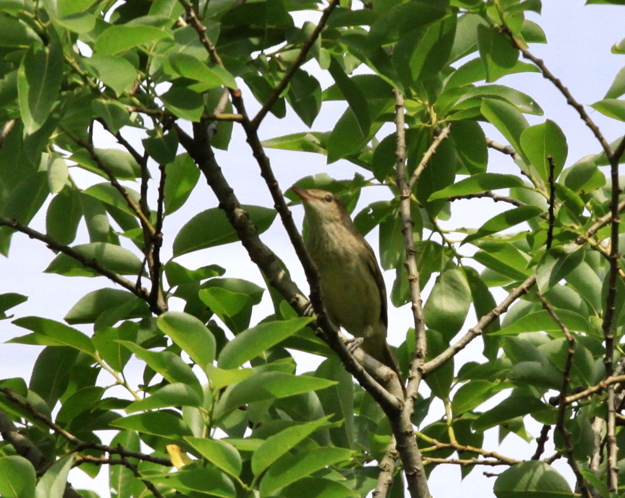 Photo of Oriental Reed Warbler at Kitamoto Nature Observation Park by masahiro