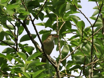 Oriental Reed Warbler Kitamoto Nature Observation Park Sat, 5/29/2021