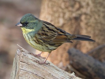 Masked Bunting Unknown Spots Sun, 2/26/2017