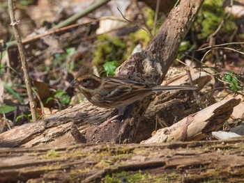 Rustic Bunting Unknown Spots Sun, 2/26/2017