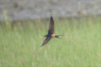 Red-rumped Swallow 三島江 Fri, 5/28/2021