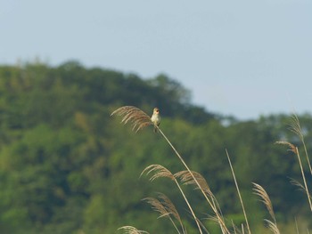 Sun, 5/30/2021 Birding report at 潟ノ内(島根県松江市)