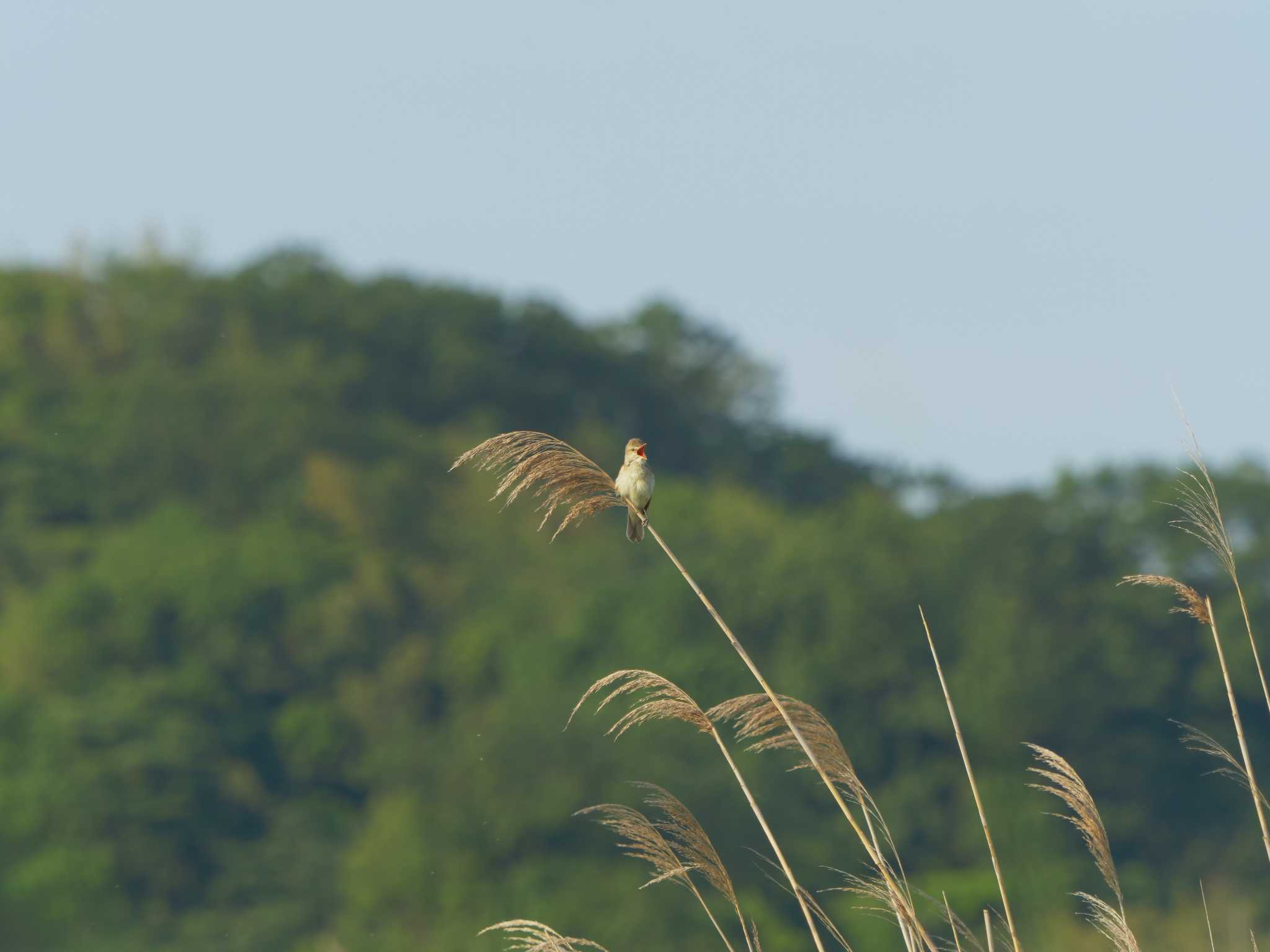 Photo of Oriental Reed Warbler at 潟ノ内(島根県松江市) by ひらも