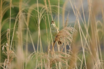 2021年5月30日(日) 多摩川二ヶ領宿河原堰の野鳥観察記録