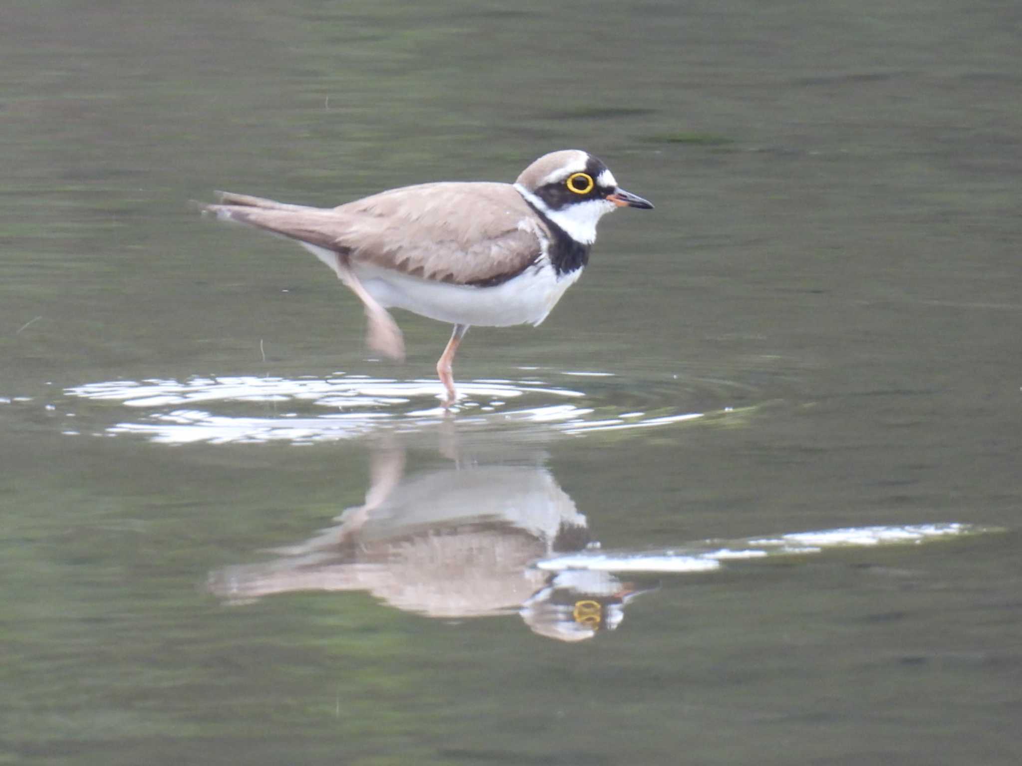 葛西臨海公園　下の池 コチドリの写真 by しもきち野鳥