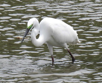 ダイサギ 葛西臨海公園　下の池 2021年5月28日(金)