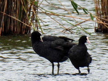 オオバン 葛西臨海公園　上の池 2021年5月28日(金)