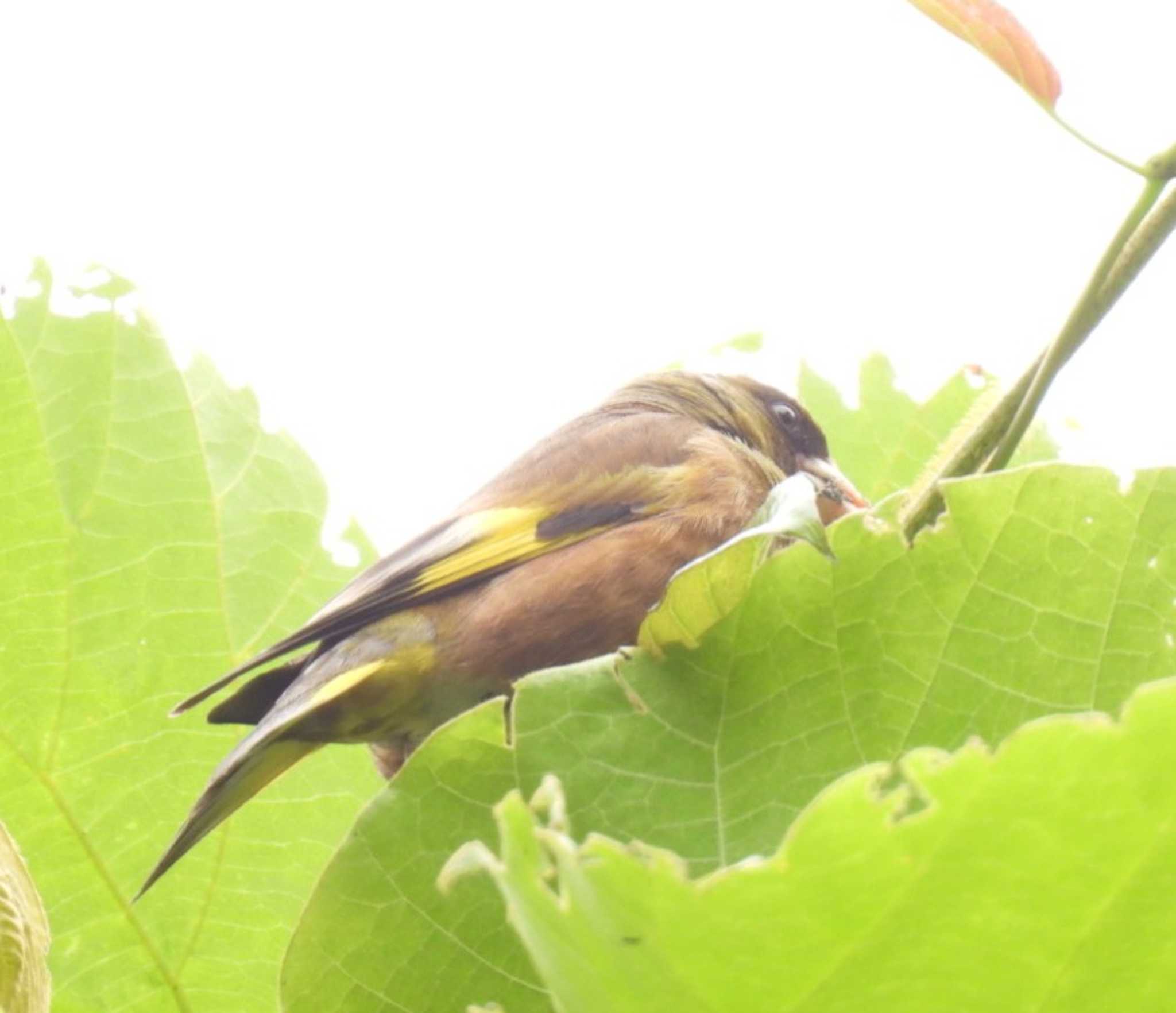 葛西臨海公園 カワラヒワの写真 by しもきち野鳥