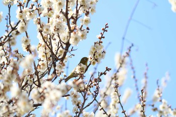 Warbling White-eye 金山緑地公園　近所 Sat, 2/25/2017