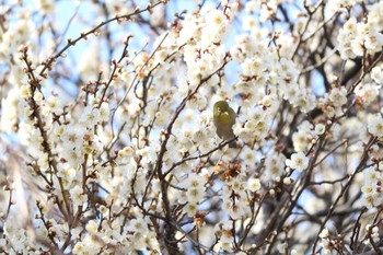 Warbling White-eye 金山緑地公園　近所 Sat, 2/25/2017