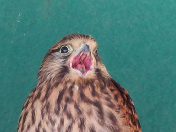 Common Kestrel 淀川河川公園 Sun, 5/30/2021