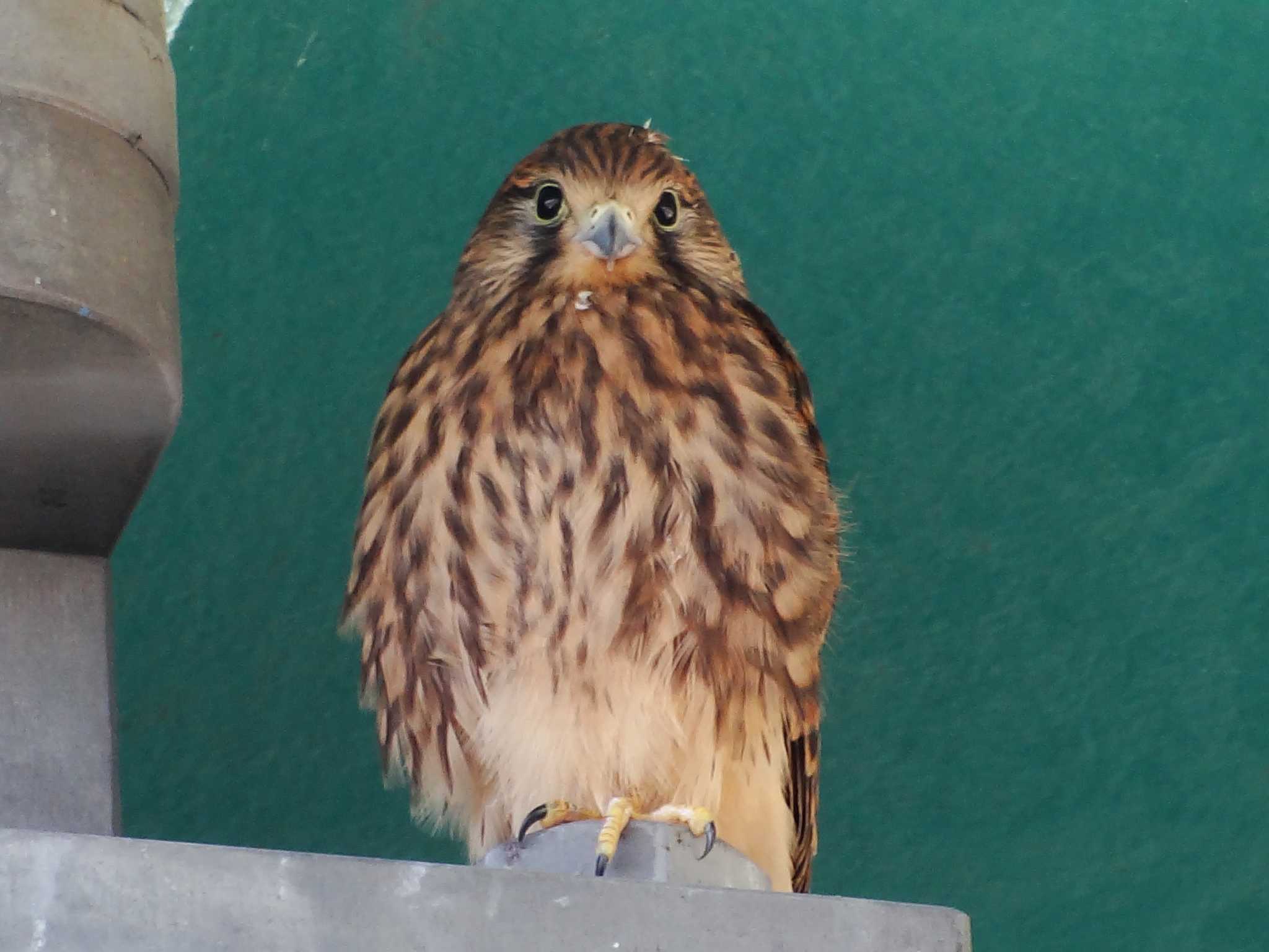 Photo of Common Kestrel at 淀川河川公園 by Takuaki Ueda