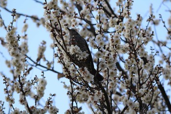 ヒヨドリ 金山緑地公園　近所 2017年2月25日(土)