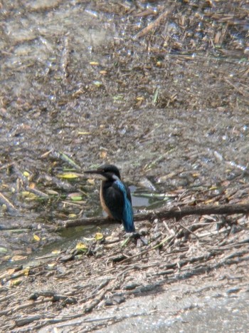 カワセミ 境川遊水地公園 2021年5月30日(日)