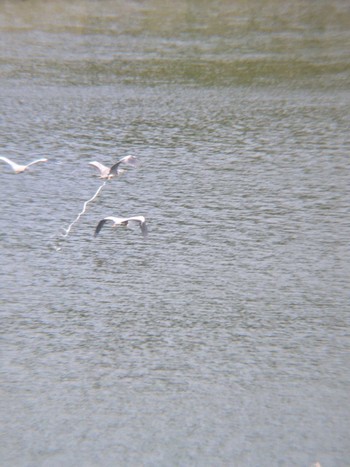 2021年5月30日(日) 境川遊水地公園の野鳥観察記録