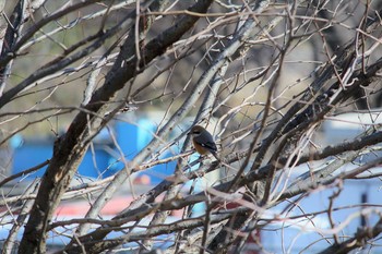 Bull-headed Shrike 金山緑地公園 Fri, 2/24/2017