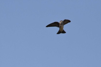 Northern Rough-winged Swallow mexico Sun, 5/30/2021