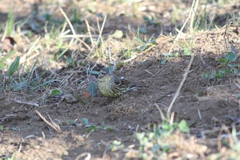 Masked Bunting 金山緑地公園 Fri, 2/24/2017